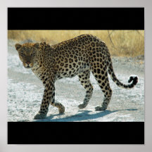 Leopardplakat