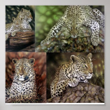 Leopardstudien Plakatdrucke