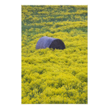 Lettland, nordöstliches Lettland, Vidzeme Region,  Fotografien