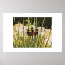 Libelle Plakate