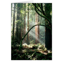 Licht im Holz Karte
