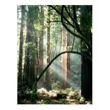 Licht im Holz Postkarte
