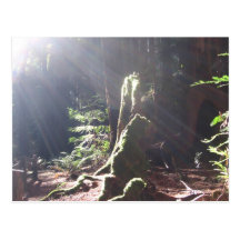 Licht im Wald Postkarte