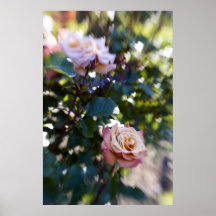 Liebe der Rosen Plakate