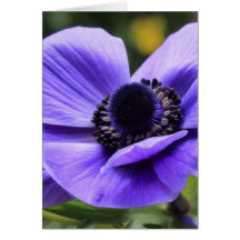 Lila Anemone Karten