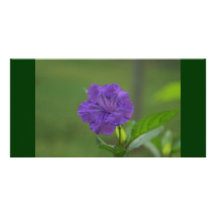 Lila Blume im Western Mexiko Fotokarten