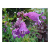 Lila Blumen Kunstphotos