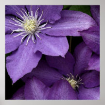 Lila Clematis Posterdrucke