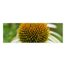 Lila Coneflower | Sonnenhut Visitenkarten Vorlage