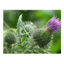 lila Distel Blüte Postkarten