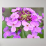 Lila Hesperis matronalis Blumen Posterdruck