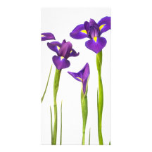 Lila Iris - Iris-Blume kundengebundene Schablone Photo Karten Vorlage