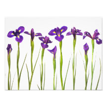 Lila Iris - Iris-Blume kundengebundene Schablone Fotografie