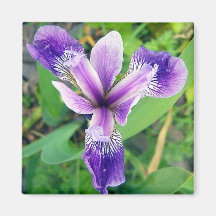 Lila Iris-Magnet Kühlschrankmagnete