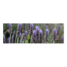 Lila Lavendel Visitenkartenvorlage