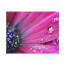 Lila Osteospermum Makro Gespannte Galeriedrucke