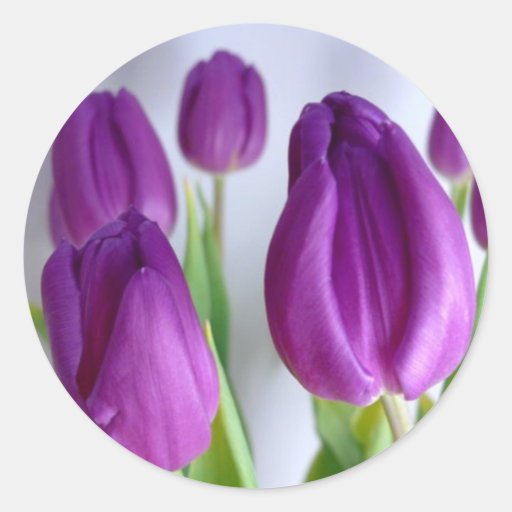 Lila Ostern-Tulpe-Aufkleber