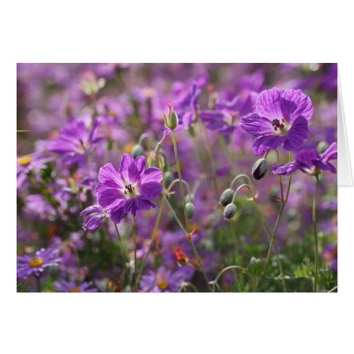 Lila Pelargonieraum-Anmerkungskarte