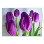 Lila Tulpe-Osternkarten- oder -frühlingskarte