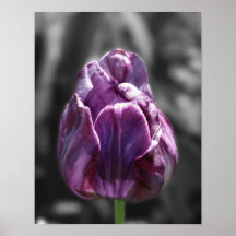 Lila Tulpe-Schwarzweiss-Blumen-Plakat