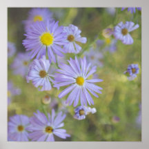 Lila und gelbe Blumen Poster