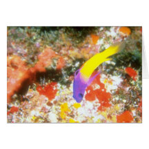 Lila und gelbe Fische Grußkarten
