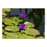 Lila Wasser-Lilien Karte