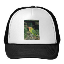 Lilians Lovebird Kult Kappen