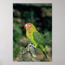 Lilians Lovebird Plakat