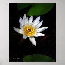 Lilien-Blumen-Plakat