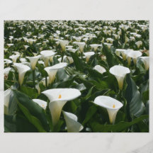 Lilien, die an der Calla-Lilien-Plantage, Taiwan w Flyerdruck