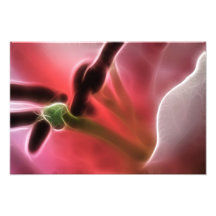 Lilien-Makrofoto-Fraktal