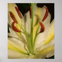 Lilien-Nahaufnahme in der FarbLeinwand Posterdrucke