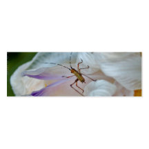Lilien-Raupe Visitenkarte