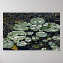 Lilien-Teich-Foto-Druck Plakat