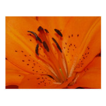 "Lilltle orange Lilly" Postkarte