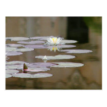 Lilly Lilienen-Teiche Lillypads Postkarten