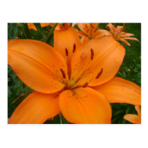 Lilly Postkarte