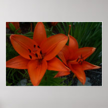lillys poster