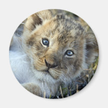 Lion Baby Kühlschrankmagnete