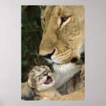Lioness and Newborn Plakatdrucke