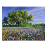 Live Oak u. Texas-Malerpinsel und Texas Fotodrucke