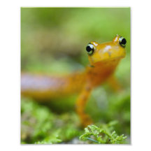 Longtail Salamander Fotografie