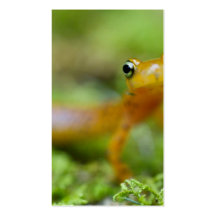 Longtail Salamander Visitenkarten Vorlagen