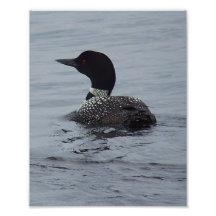 Loon Foto Drucke