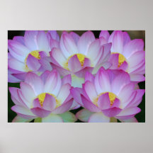 Lotos-Blume und seine Bedeutung Plakatdruck