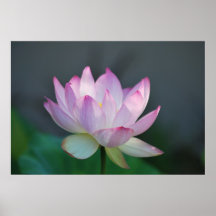 Lotos-Blume und seine Bedeutung Posterdruck