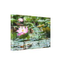 Lotus pond stretched canvas print