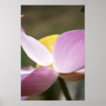 Lotus Plakatdrucke