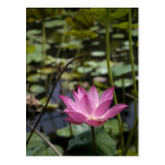 Lotus Postkarte